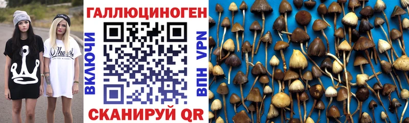 Галлюциногенные грибы Psilocybe  Купить  Абинск 
